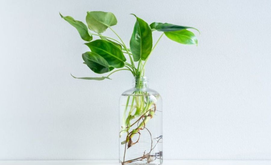 Le Pothos Dans L Eau Sans Substrer